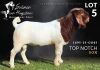 1 X BOER GOAT STUD BUCK Salmon van Huyssteen Boer Goat Stud