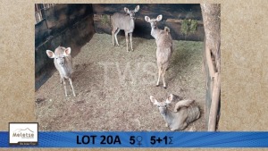 5+1X Koedoe/Kudu M: V/F:5 Meletse Private Game Reserve + My Wildlife SA (Per Piece to take the lot/Per stuk om lot te neem)