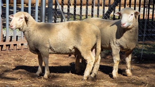 2 X ILE DE FRANCE RAM VDK BOERDERY (Per animal to take the lot)
