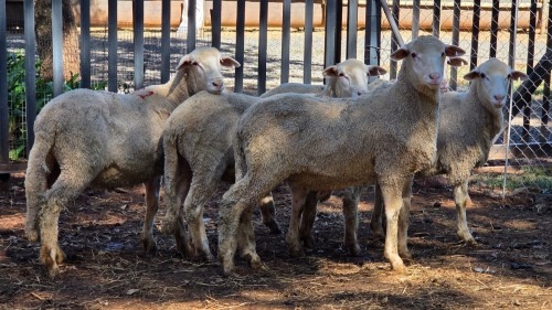 5 X DOHNE MERINO HAMEL VDK BOERDERY (Per animal to take the lot)