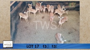 13X Rooibok/Impala V/F:13 Meletse Private Game Reserve (Per Piece to take the lot/Per stuk om lot te neem)