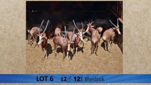 12X Blesbok/Blesbuck M:12 V/F: Visrivierbeleggings (Per Piece to take the lot/Per stuk om lot te neem)
