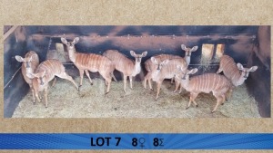 8X Njala/Nyala V/F:8 Pamale Game Farm (Per Piece to take the lot/Per stuk om lot te neem)