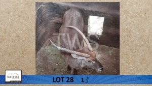 1X Waterbok/Waterbuck M:1 Meletse Private Game Reserve