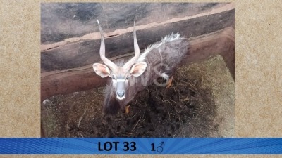 1X Njala/Nyala M:1 Pretklop Wildboerdery