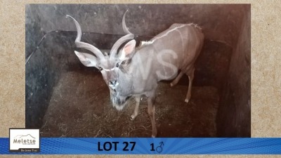 1X Koedoe/Kudu M:1 Meletse Private Game Reserve