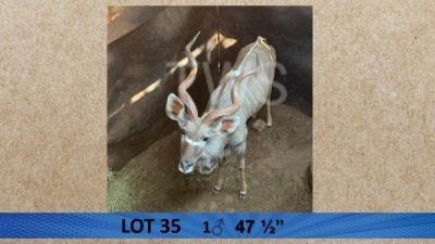 1X Koedoe/Kudu M:1 My Wildlife SA