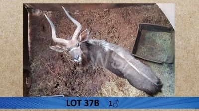 1X Njala/Nyala M:1 Pretklop Wildboerdery