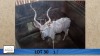 1X Koedoe/Kudu M:1 Meletse Private Game Reserve