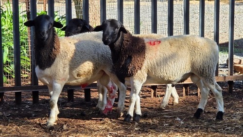 3 X DORPER RAM VDK BOERDERY (Per animal to take the lot)