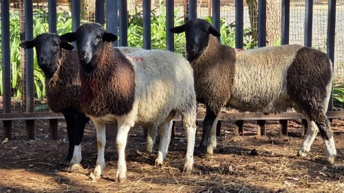 3 X DORPER RAM VDK BOERDERY (Per animal to take the lot)
