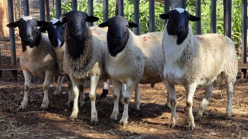 5 X DORPER RAM VDK BOERDERY (Per animal to take the lot)