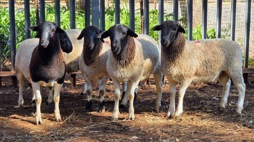 5 X DORPER RAM VDK BOERDERY (Per animal to take the lot)