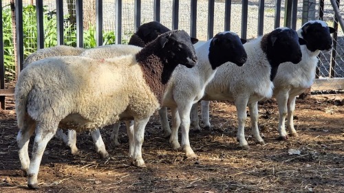 5 X DORPER RAM VDK BOERDERY (Per animal to take the lot)