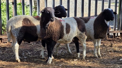 3 X DORPER RAM VDK BOERDERY (Per animal to take the lot)