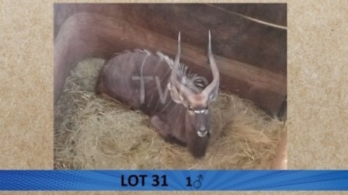 1X Njala/Nyala M:1 Jannie Nel