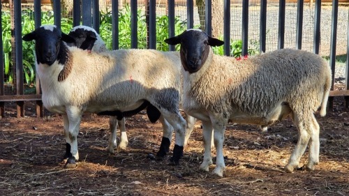 3 X DORPER RAM VDK BOERDERY (Per animal to take the lot)