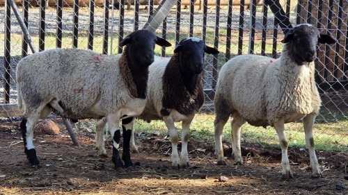 3 X DORPER RAM VDK BOERDERY (Per animal to take the lot)