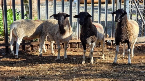 4 X DORPER RAM VDK BOERDERY (Per animal to take the lot)