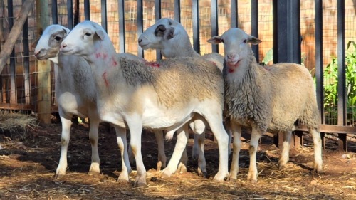 4 X DORPER RAM VDK BOERDERY (Per animal to take the lot)
