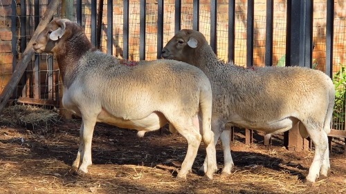 2 X DORPER RAM VDK BOERDERY (Per animal to take the lot)