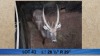 1X Waterbok/Waterbuck M:1 Pieter Breugem