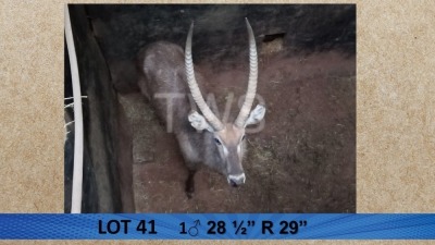 1X Waterbok/Waterbuck M:1 Pieter Breugem