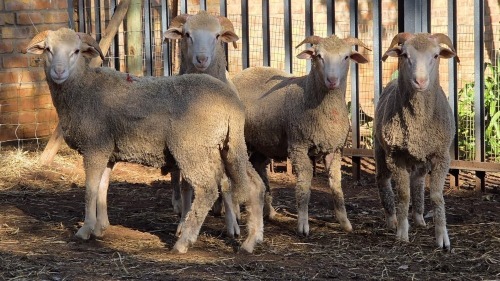 4 X DOHNE MERINO RAM VDK BOERDERY (Per animal to take the lot)