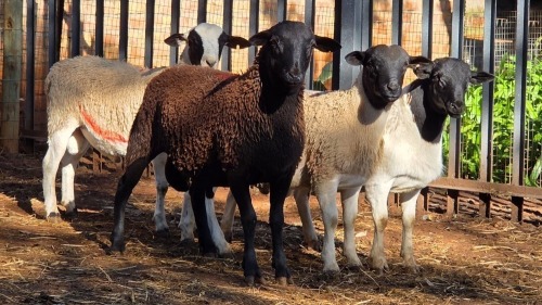 4 X DORPER RAM VDK BOERDERY (Per animal to take the lot)