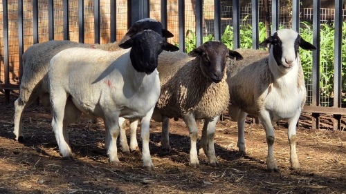 4 X DORPER RAM VDK BOERDERY (Per animal to take the lot)