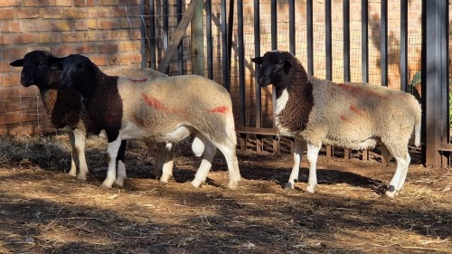 3 X DORPER RAM VDK BOERDERY (Per animal to take the lot)