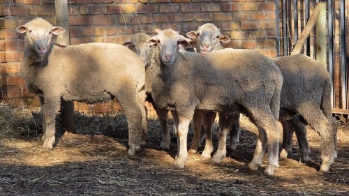 5 X DOHNE MERINO RAM VDK BOERDERY (Per animal to take the lot)