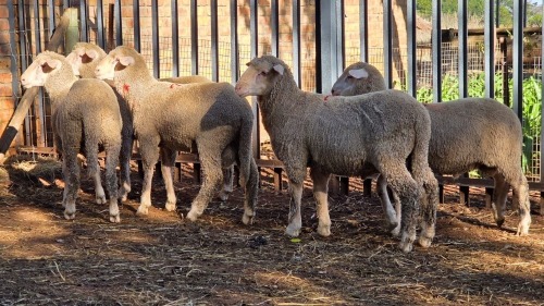 5 X DOHNE MERINO RAM VDK BOERDERY (Per animal to take the lot)