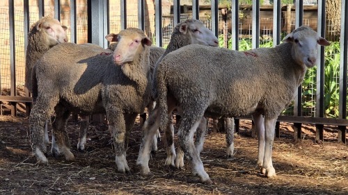 5 X DOHNE MERINO RAM VDK BOERDERY (Per animal to take the lot)