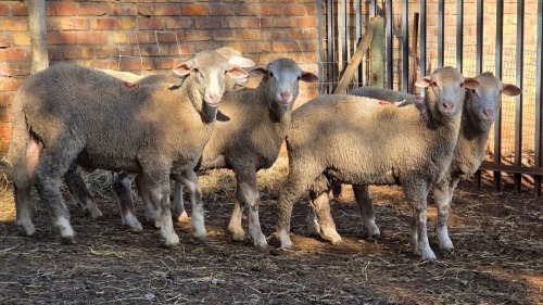 5 X DOHNE MERINO RAM VDK BOERDERY (Per animal to take the lot)