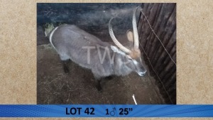 1X Waterbok/Waterbuck M:1 Pieter Breugem