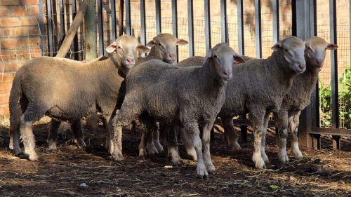 5 X DOHNE MERINO RAM VDK BOERDERY (Per animal to take the lot)