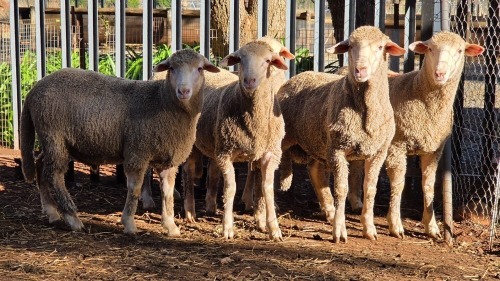 5 X DOHNE MERINO RAM VDK BOERDERY (Per animal to take the lot)