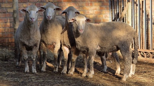 4 X DOHNE MERINO RAM VDK BOERDERY (Per animal to take the lot)