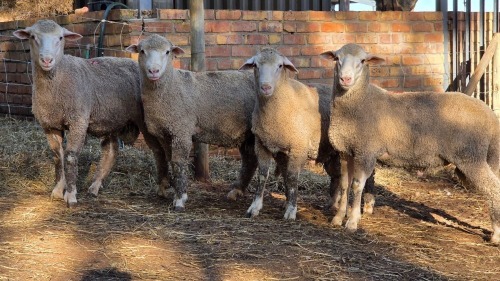 4 X DOHNE MERINO RAM VDK BOERDERY (Per animal to take the lot)