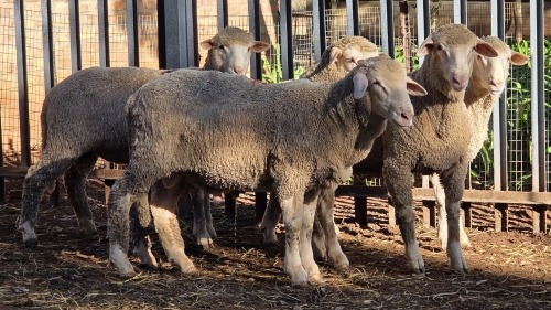 5 X DOHNE MERINO RAM VDK BOERDERY (Per animal to take the lot)