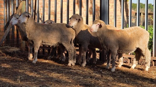 5 X DOHNE MERINO RAM VDK BOERDERY (Per animal to take the lot)