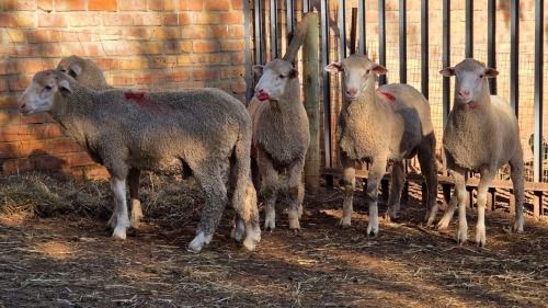 5 X DOHNE MERINO RAM VDK BOERDERY (Per animal to take the lot)