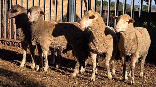 4 X DOHNE MERINO RAM VDK BOERDERY (Per animal to take the lot)