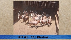 12X Blesbok/Blesbuck M:12 Visrivierbeleggings (Per Piece to take the lot/Per stuk om lot te neem)