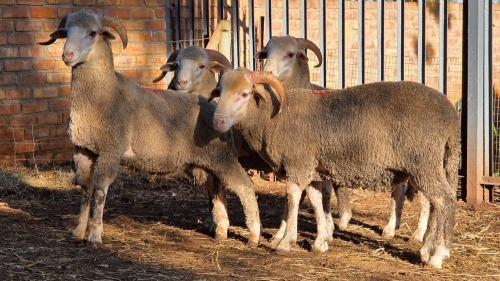 4 X DOHNE MERINO RAM VDK BOERDERY (Per animal to take the lot)