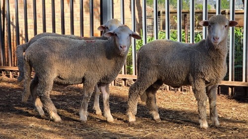 3 X DOHNE MERINO RAM VDK BOERDERY (Per animal to take the lot)