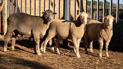4 X DOHNE MERINO RAM VDK BOERDERY (Per animal to take the lot)