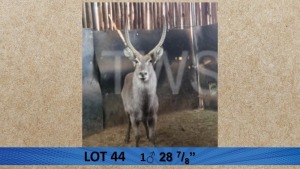 1X Waterbok/Waterbuck M:1 Pieter Breugem