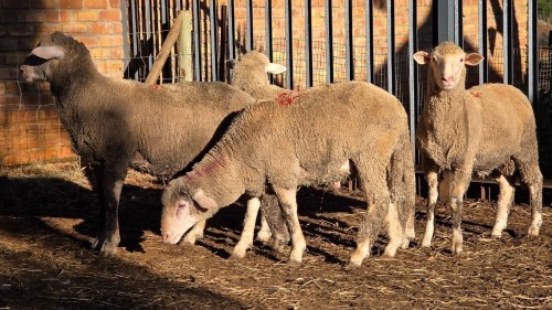4 X DOHNE MERINO RAM VDK BOERDERY (Per animal to take the lot)
